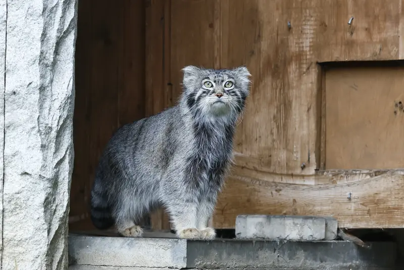 A photograph of a Pallas's cat