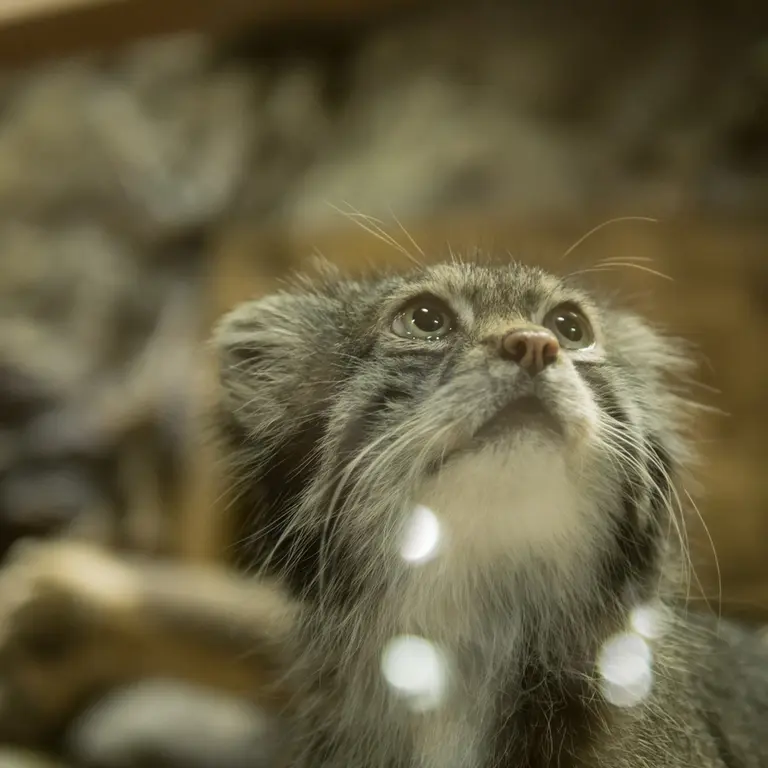 A photograph of Klyon in Ueno Zoological Gardens
