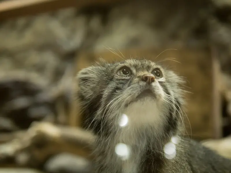 A photograph of Klyon in Ueno Zoological Gardens