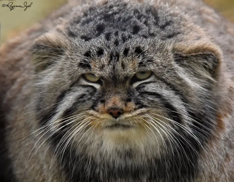 A photograph of Yenisei in Lumigny Safari Reserve