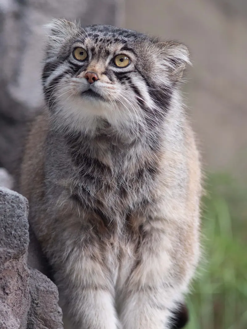 A photograph of Grusha in Asahiyama Zoo