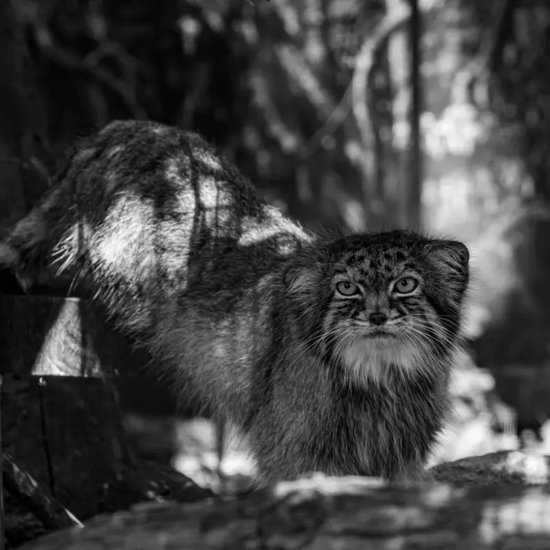 A photograph of Pazi in Potter Park Zoo