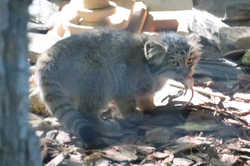 A photograph of a Pallas's cat in Brno Zoo