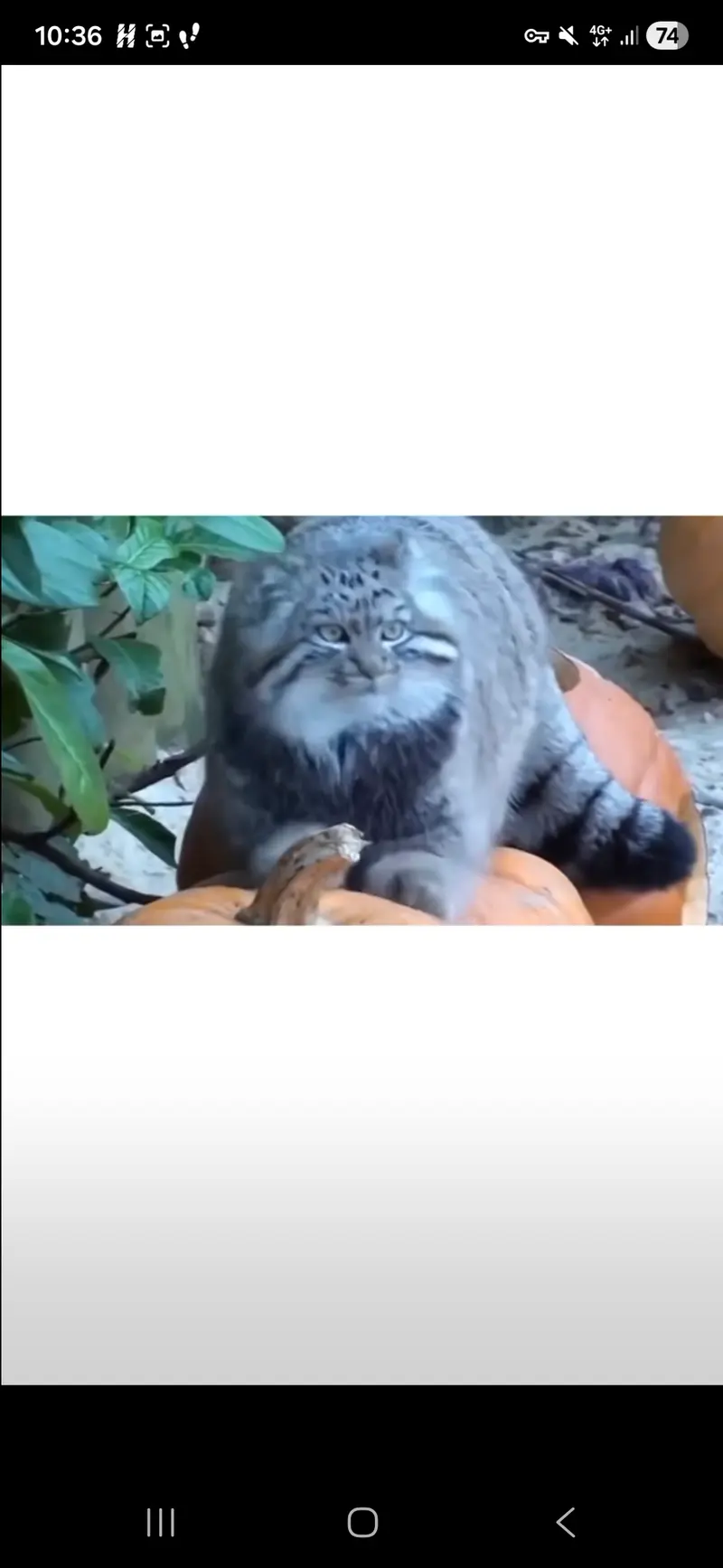 A photograph of a Pallas's cat