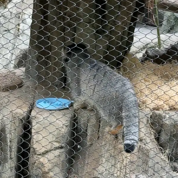 A photograph of a Pallas's cat in Woodland Park Zoo