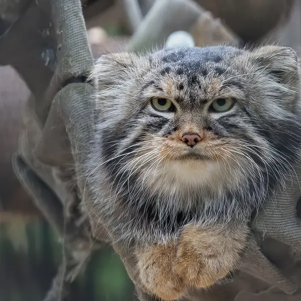 A photograph of George in Novosibirsk Zoo