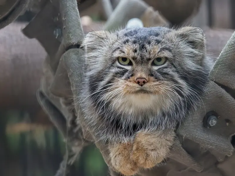 A photograph of George in Novosibirsk Zoo