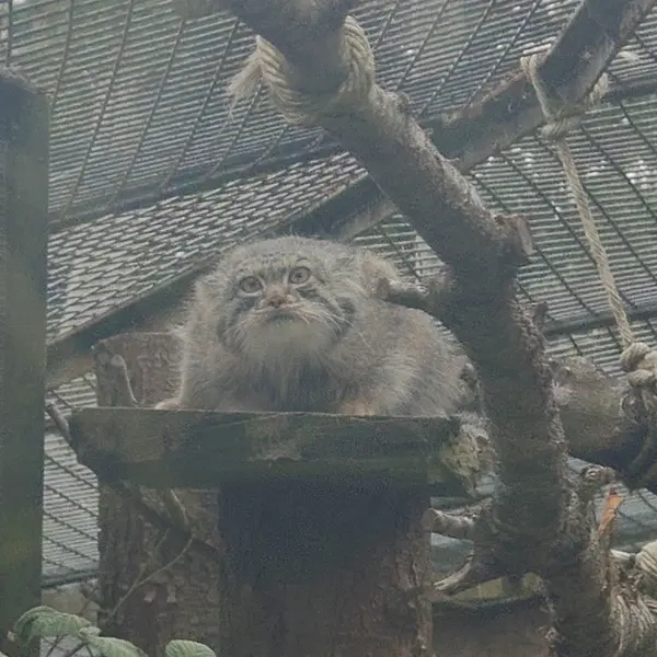 A photograph of Duchess in Edinburgh Zoo