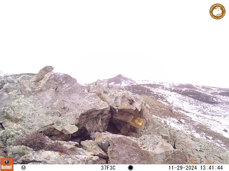 A photograph of Pika from Besshoky 1 camera trap