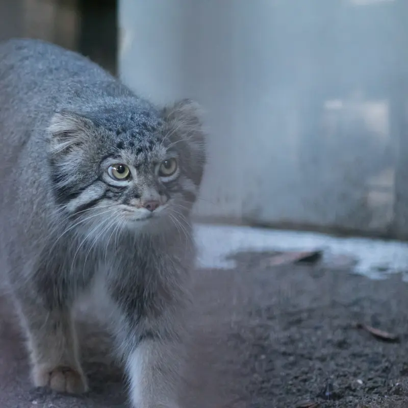 A photograph of Figa in Nogeyama Zoo