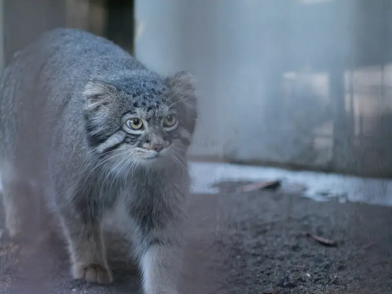 A photograph of Figa in Nogeyama Zoo