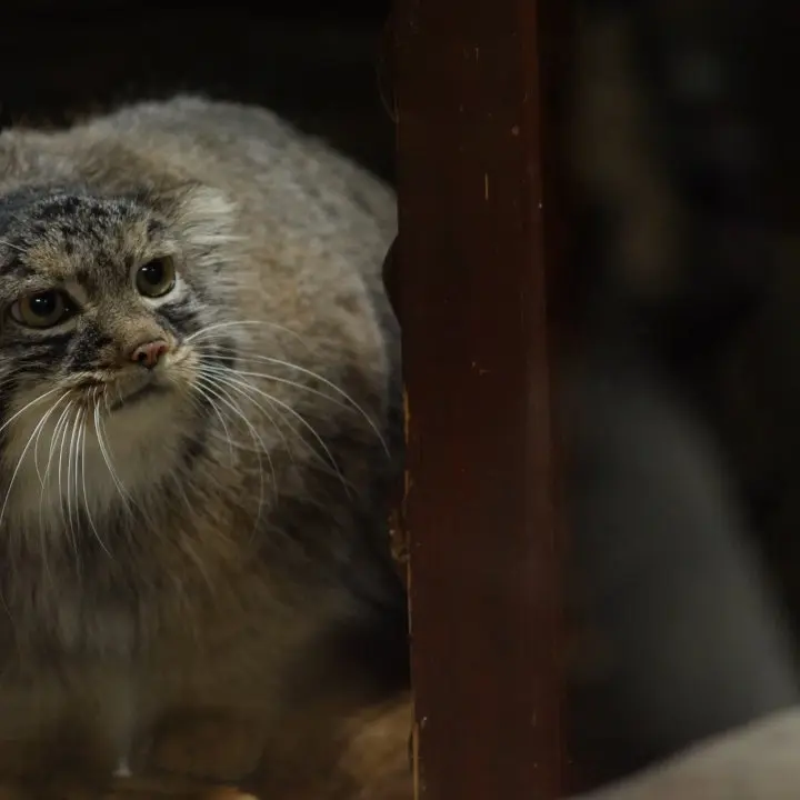A photograph of a Pallas's cat in Ueno Zoological Gardens