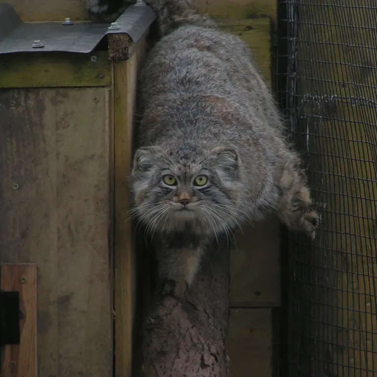 A photograph of Altai in The Lakeland Wildlife Oasis