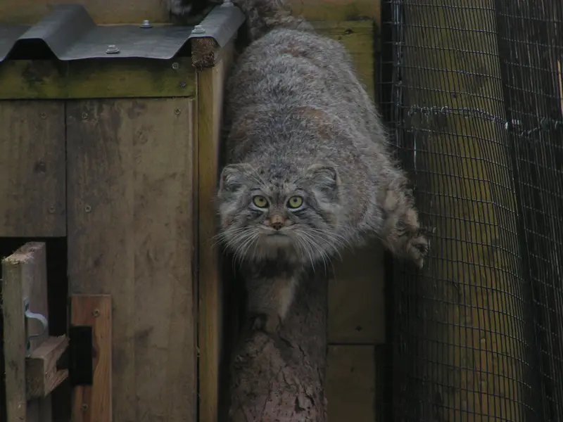 A photograph of Altai in The Lakeland Wildlife Oasis