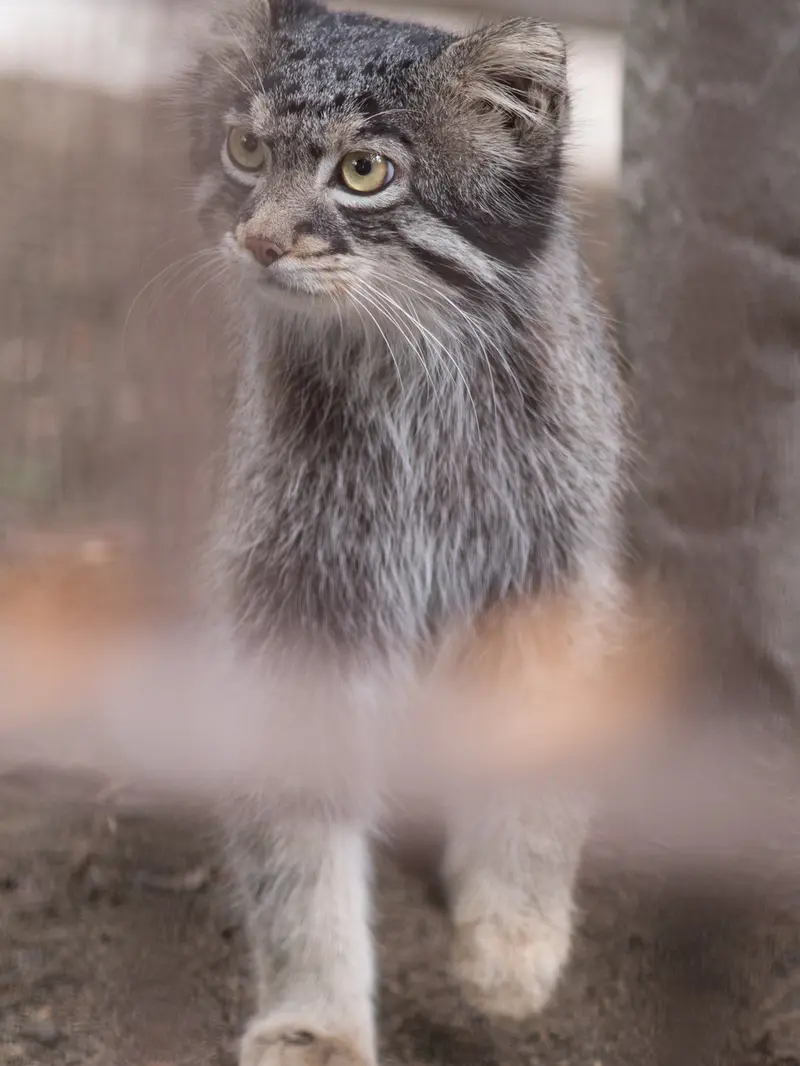 A photograph of Figa in Nogeyama Zoo