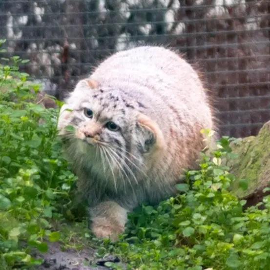 A photograph of Lucy in Budapest Zoo &amp; Botanical Garden