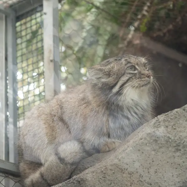 A photograph of Az in Kobe Animal Kingdom