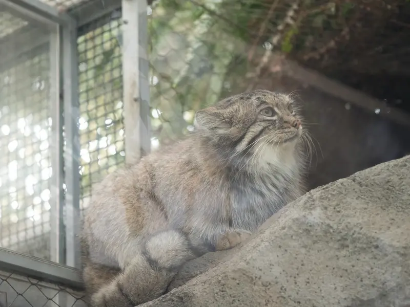 A photograph of Az in Kobe Animal Kingdom