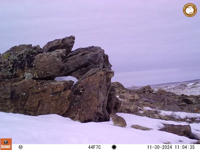 A photograph of Pika from Karashoky camera trap