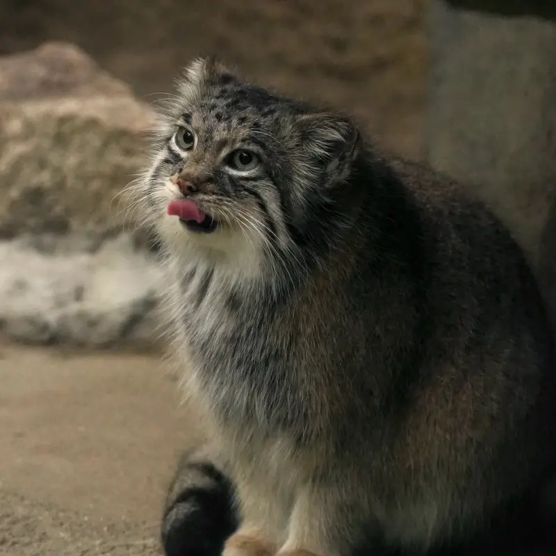 A photograph of Az in Kobe Animal Kingdom