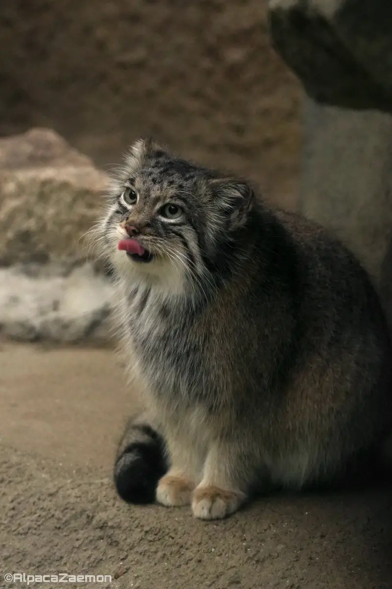 A photograph of Az in Kobe Animal Kingdom