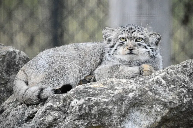 A photograph of Khutga in Port Lympne Wild Animal Park