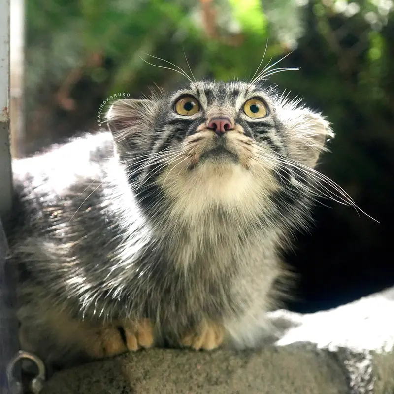 A photograph of Mei in Kobe Animal Kingdom
