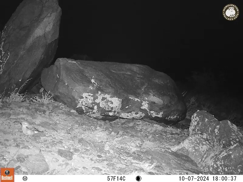 A photograph of a Pallas&#039;s cat from Koshkar camera trap