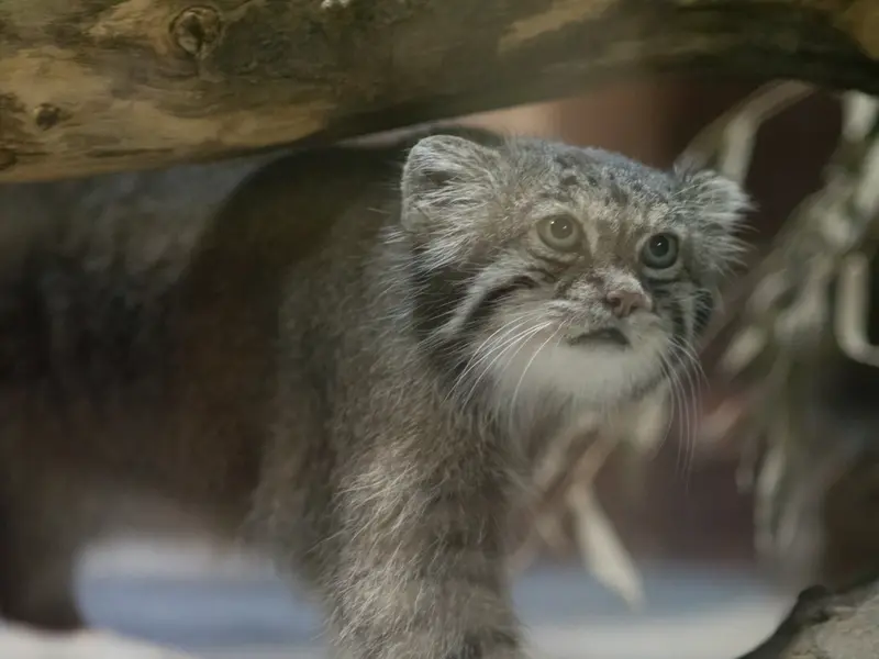 A photograph of Klyon in Ueno Zoological Gardens