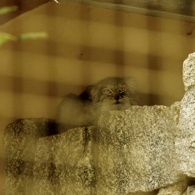 A photograph of Tuya in Chemnitz Zoo