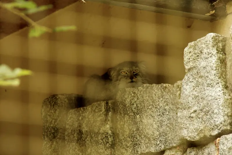 A photograph of Tuya in Chemnitz Zoo