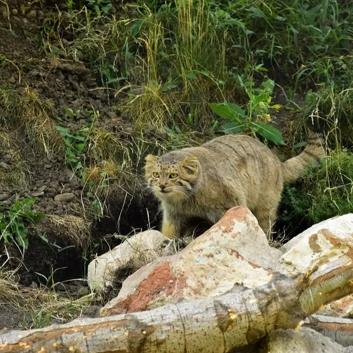 A photograph of Manó in Yerevan Zoo