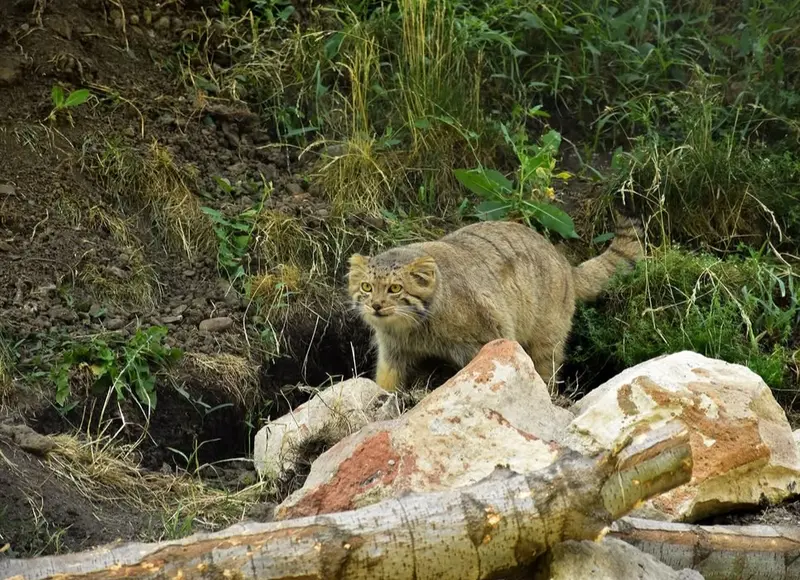 A photograph of Manó in Yerevan Zoo