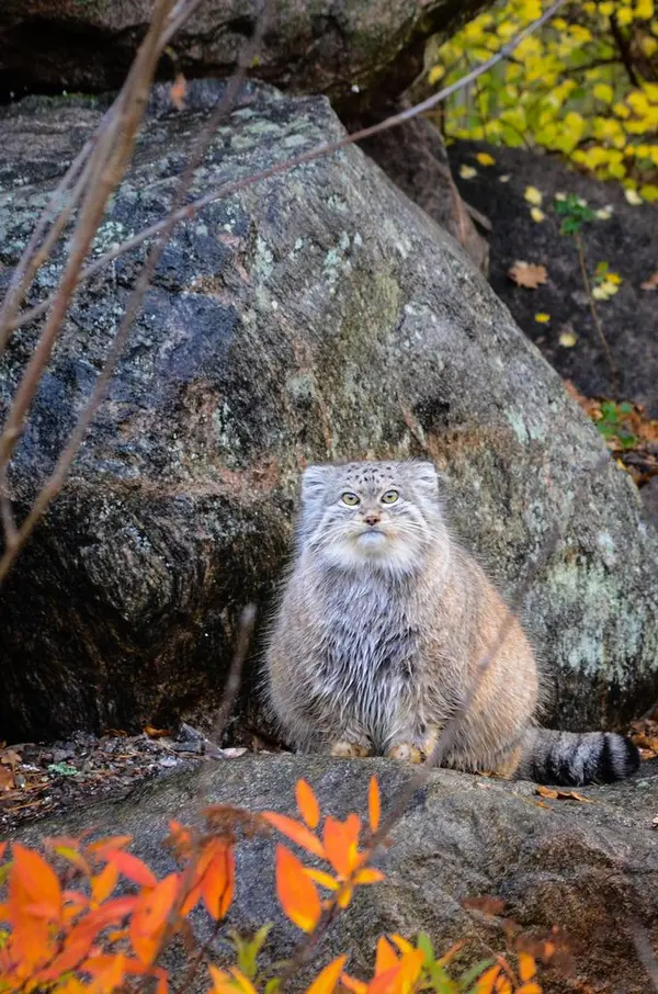 A photograph of a Pallas's cat