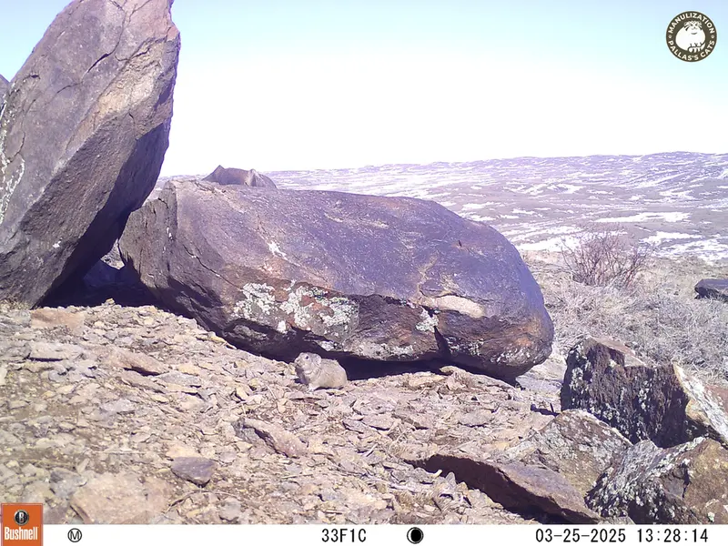 A photograph of Kazakh pika from Koshkar camera trap