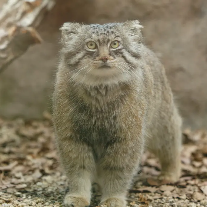 A photograph of Lotos in Saitama Children's Zoo