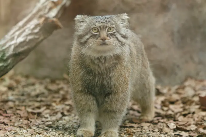 A photograph of Lotos in Saitama Children's Zoo