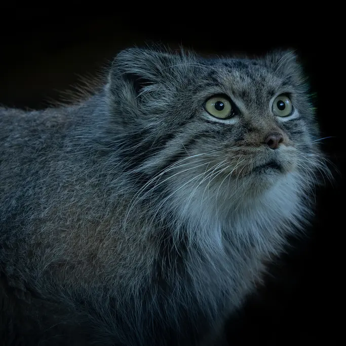 A photograph of Qara in The Big Cat Sanctuary