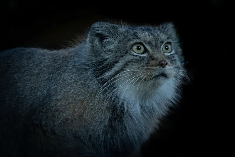 A photograph of Qara in The Big Cat Sanctuary