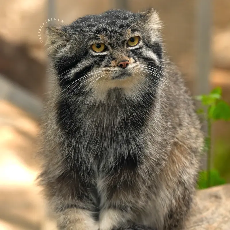 A photograph of Nar in Kobe Animal Kingdom