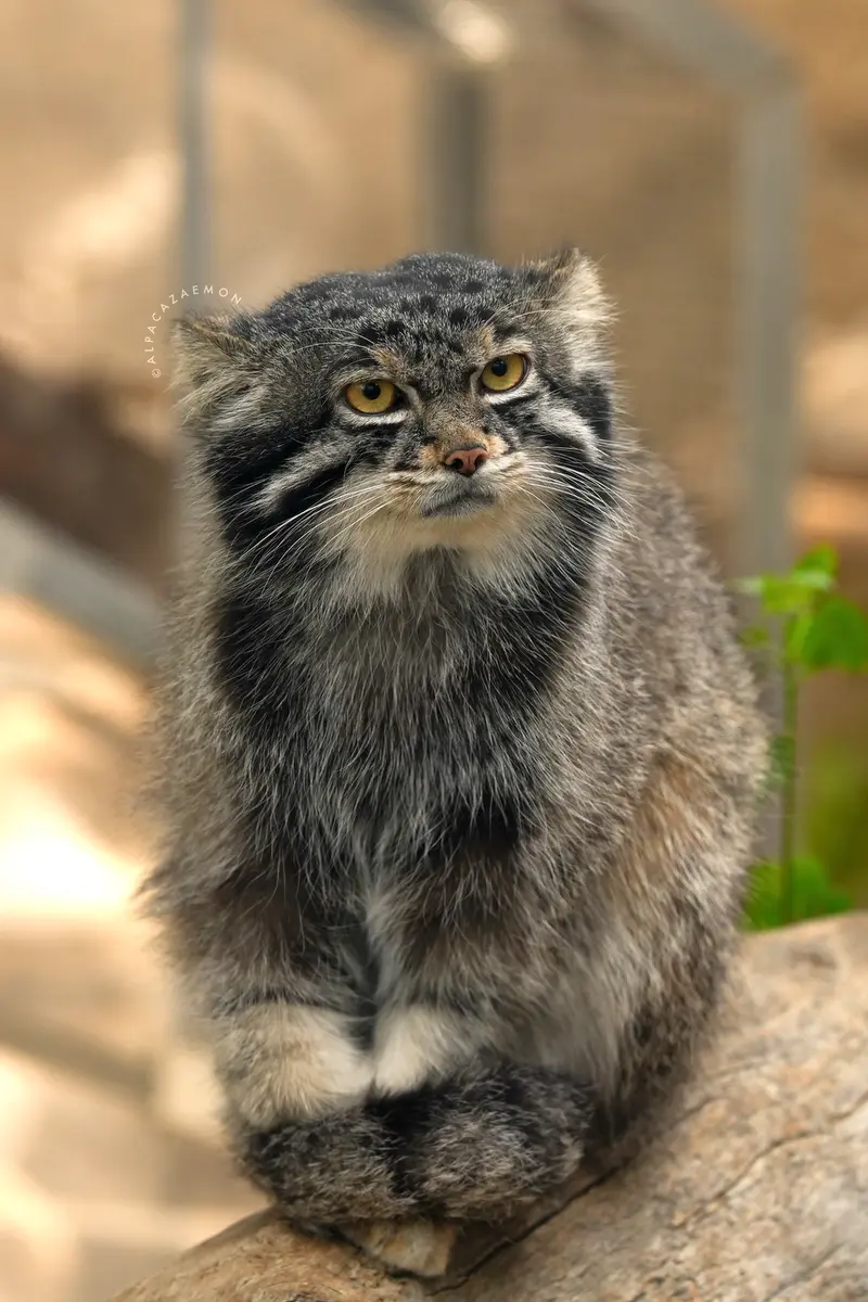 A photograph of Nar in Kobe Animal Kingdom