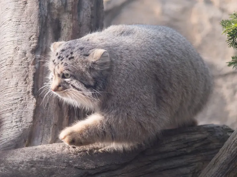 A photograph of Nagomu in Nasu Animal Kingdom