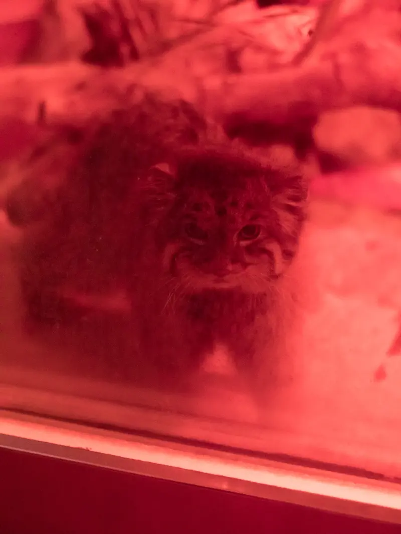 A photograph of Naim in Ueno Zoological Gardens