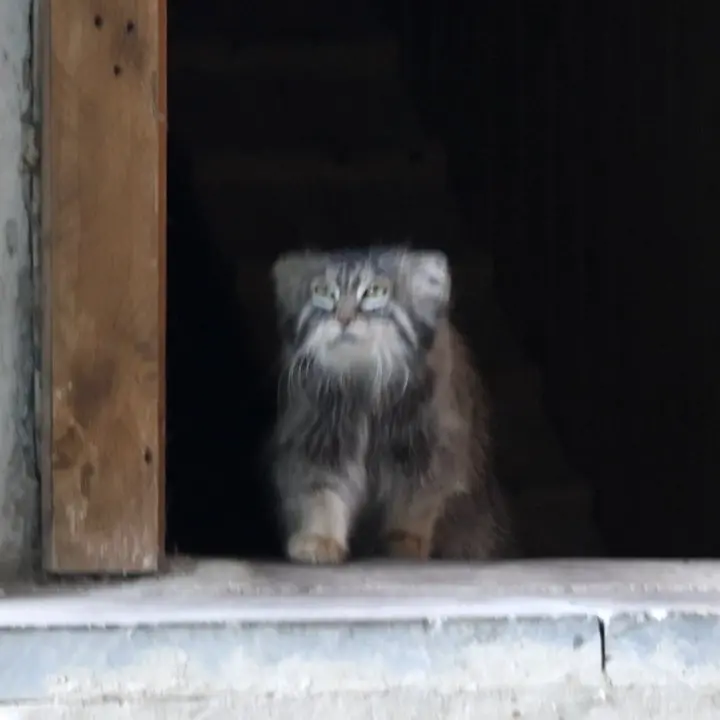 A photograph of a Pallas's cat in Moscow zoo
