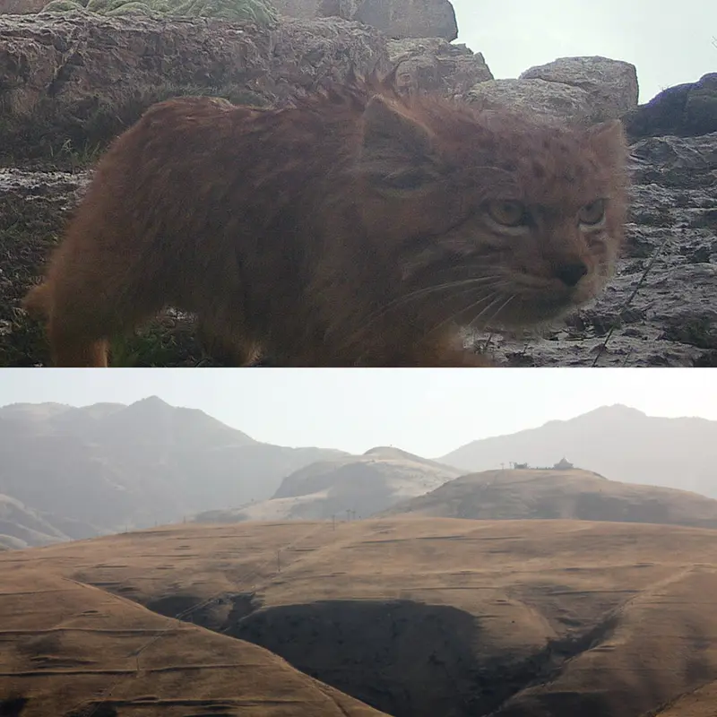 Ginger manuls in the mountains of Turkmenistan