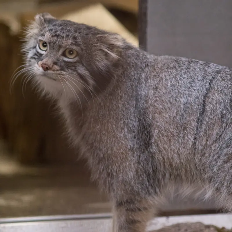 A photograph of Figa in Nogeyama Zoo