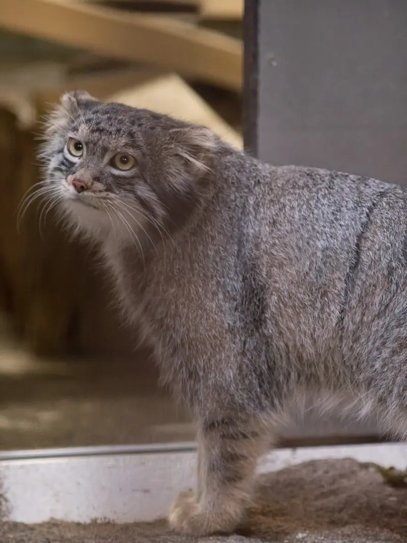A photograph of Figa in Nogeyama Zoo