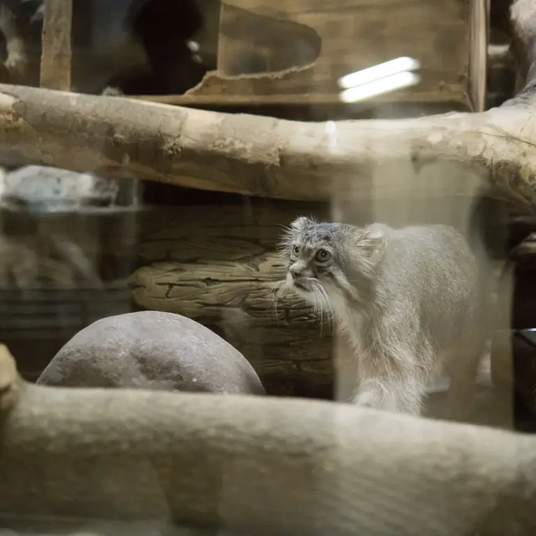 A photograph of Klyon in Ueno Zoological Gardens