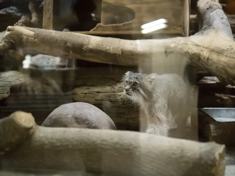 A photograph of Klyon in Ueno Zoological Gardens