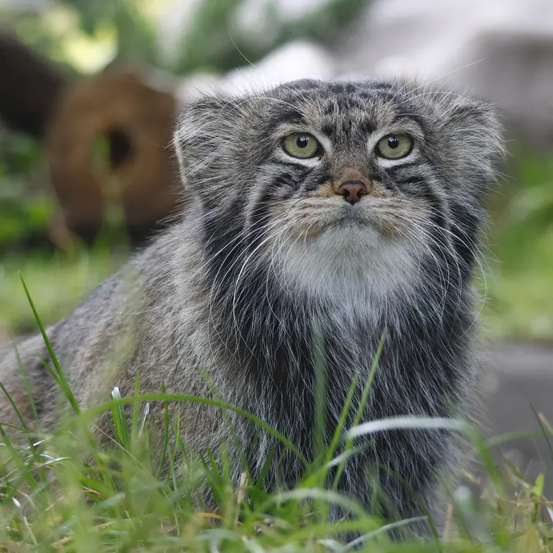 A photograph of a Pallas's cat